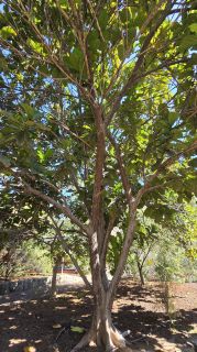 GC-Parque Botanico de Maspalomas 2025-046.jpg